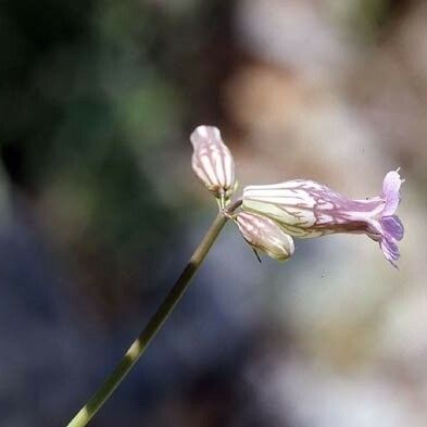 Silene behen Flower