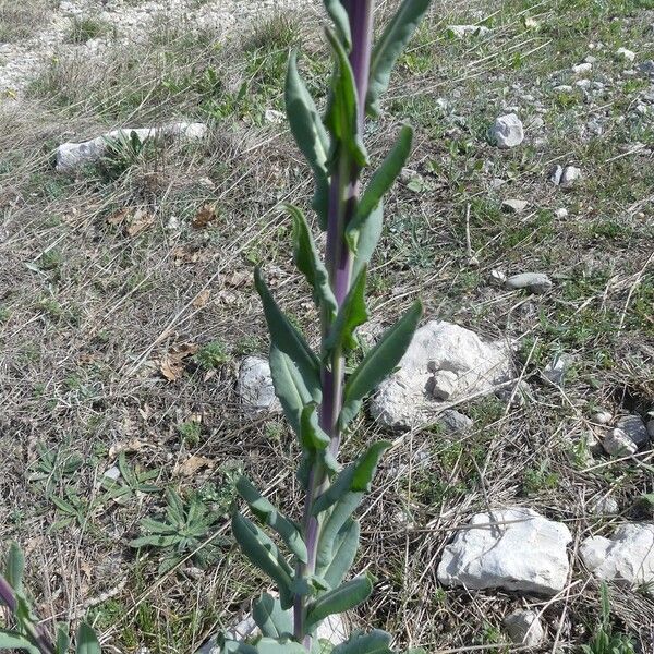 Isatis tinctoria 葉