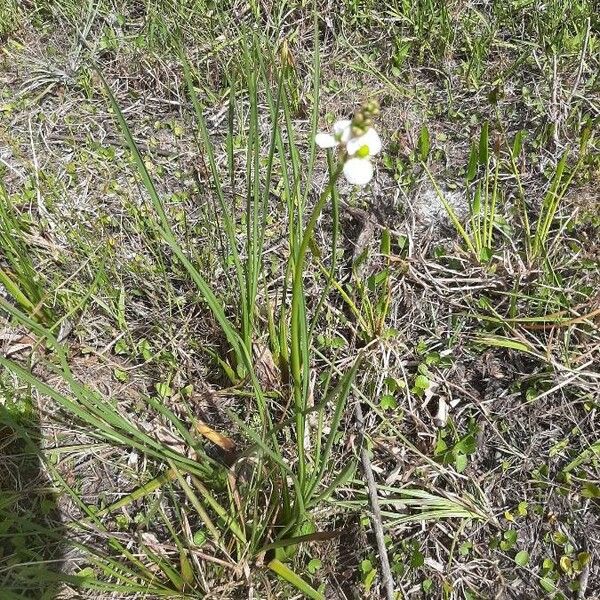 Sagittaria graminea Lorea