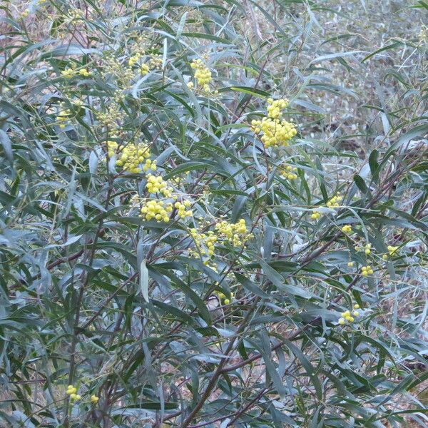 Acacia saligna অভ্যাস