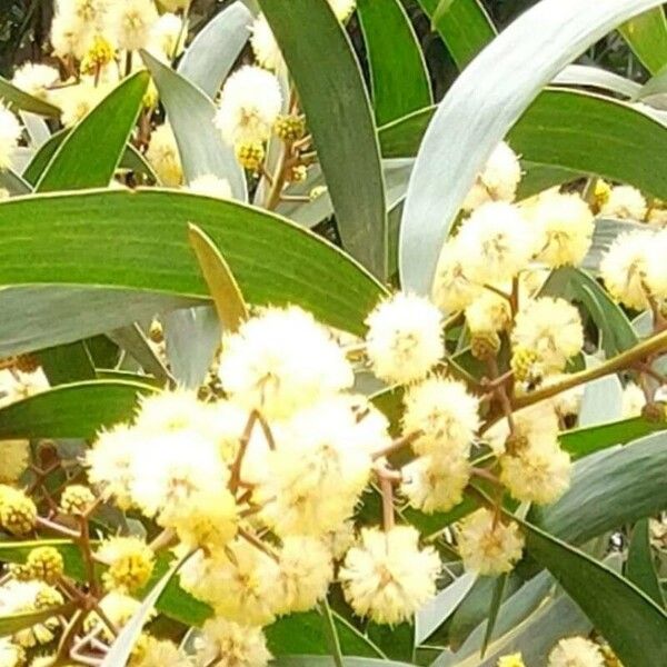 Acacia melanoxylon Flower