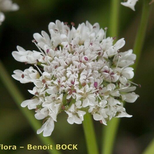 Oenanthe globulosa Blüte