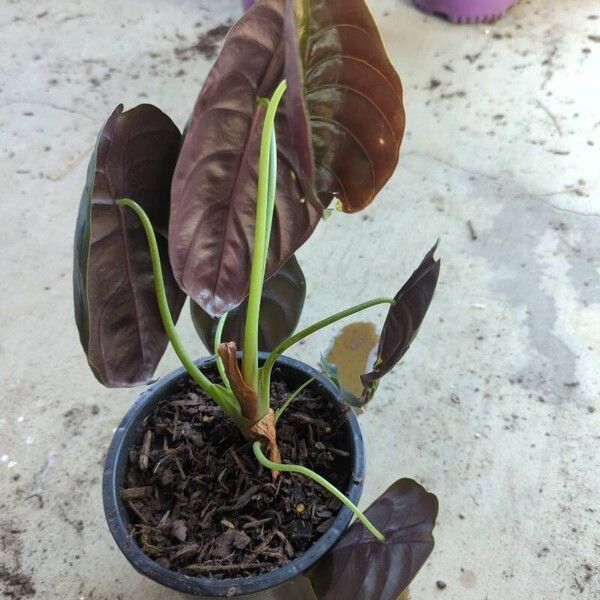 Alocasia cuprea Habitus