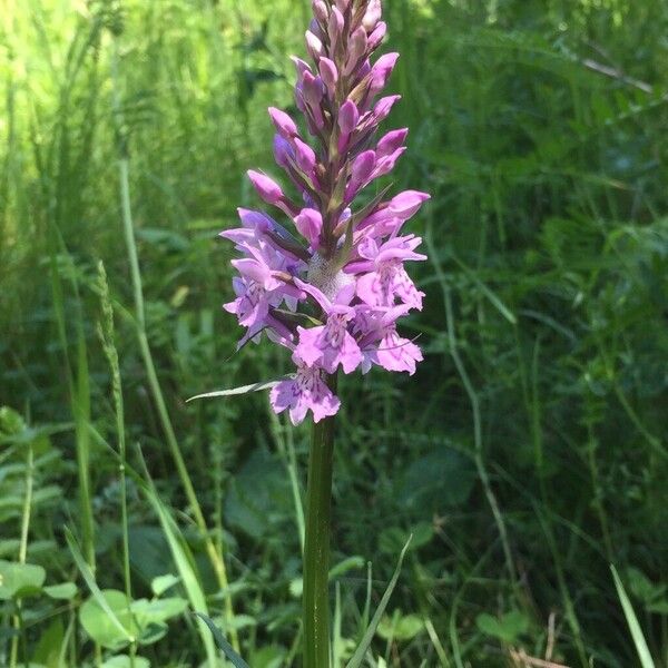 Dactylorhiza fuchsii Цветок