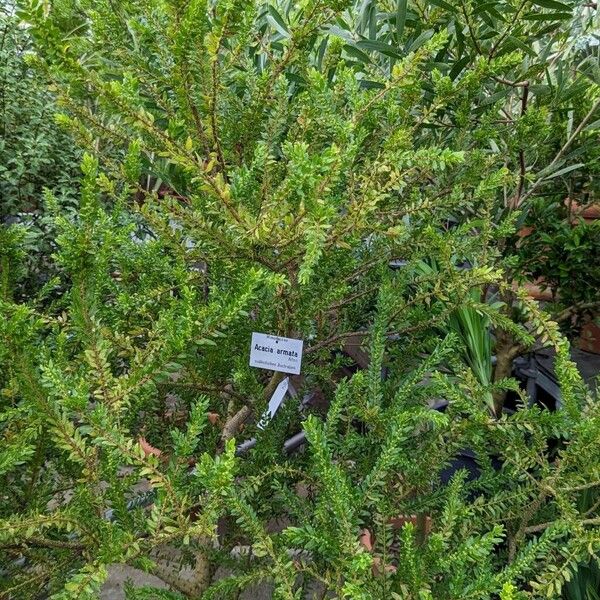 Acacia paradoxa ശീലം