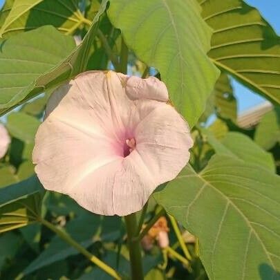 Ipomoea carnea Квітка