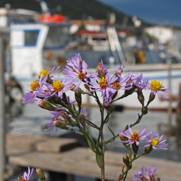 Tripolium pannonicum Flower