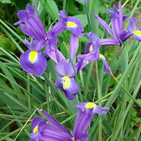 Iris xiphium Хабит