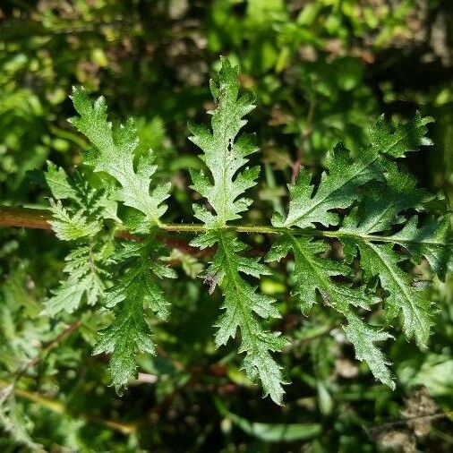 Phacelia tanacetifolia Folla