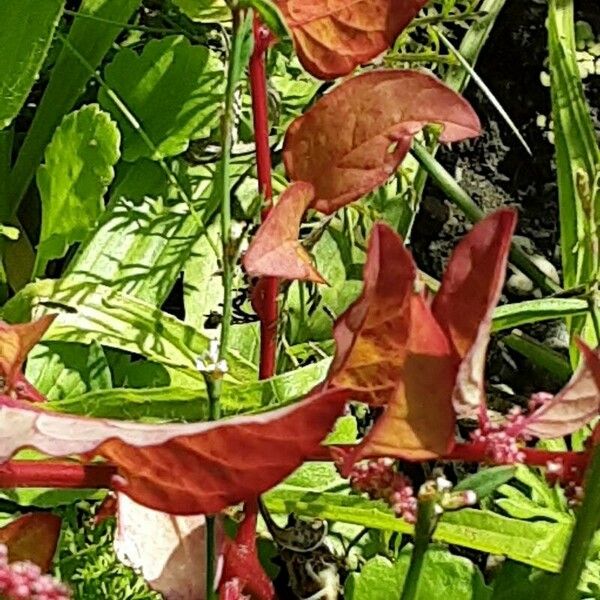 Lipandra polysperma 叶