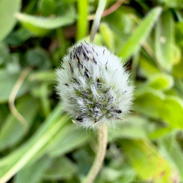 Plantago lagopus 花