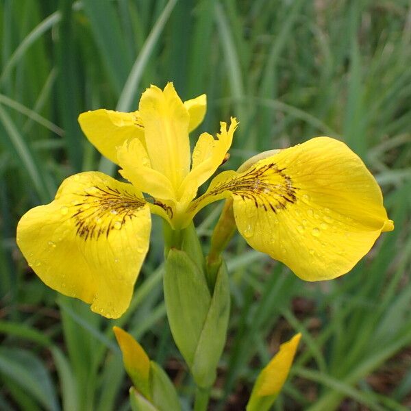 Iris pseudacorus പുഷ്പം