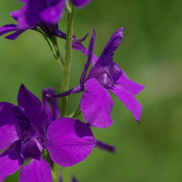 Delphinium ajacis Flower