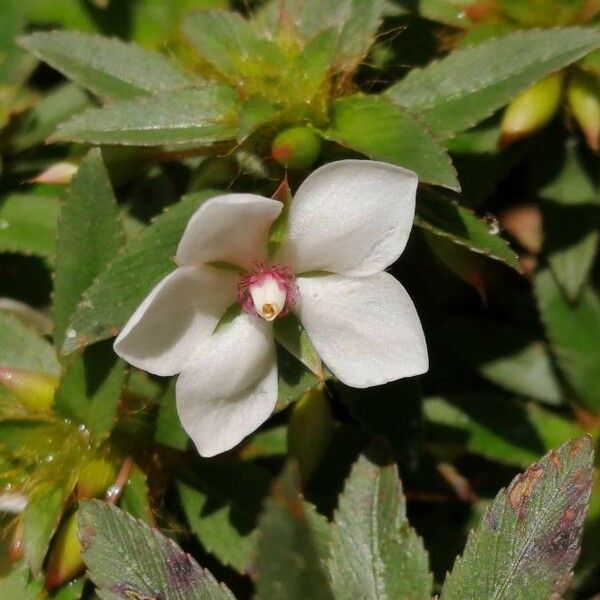 Sauvagesia erecta Fleur