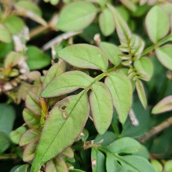 Jasminum officinale Hoja