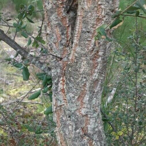 Quercus suber Escorça