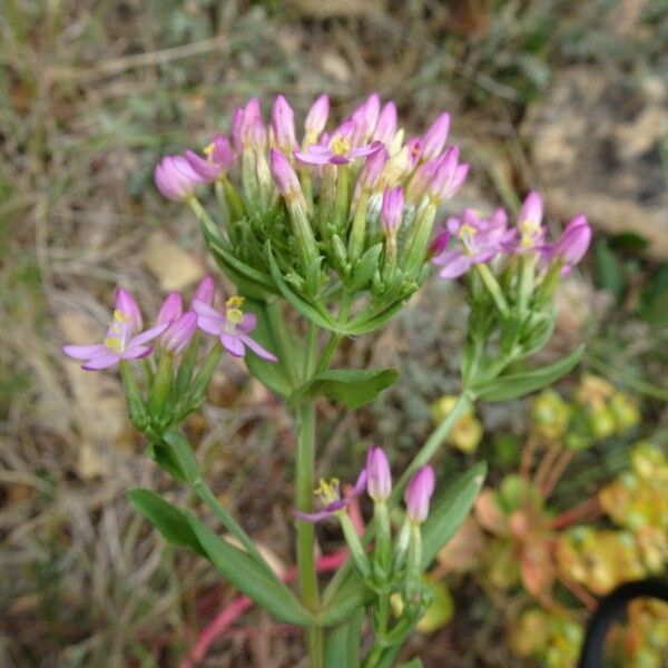 Centaurium erythraea 花