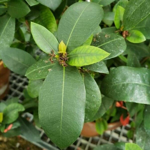 Ixora javanica Leaf