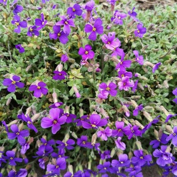 Aubrieta deltoidea Blomst