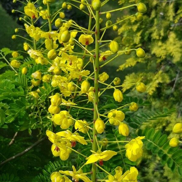 Biancaea decapetala Blomma