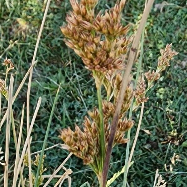 Juncus inflexus Fruto