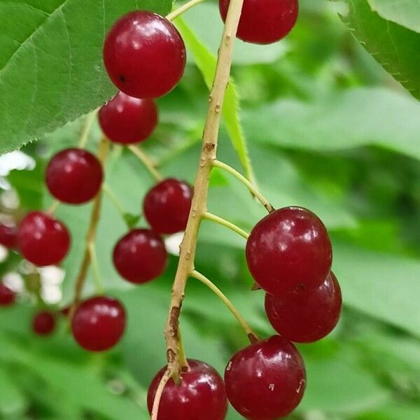 Prunus virginiana Fruto