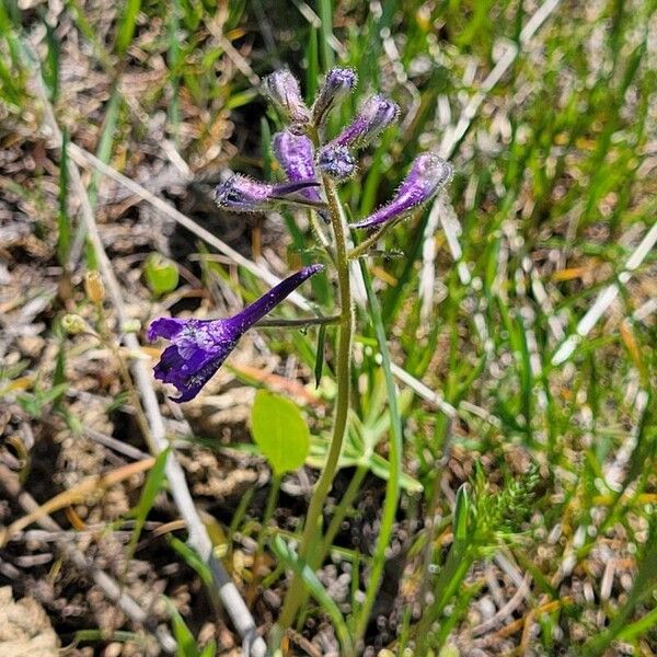 Delphinium nuttallianum Flor