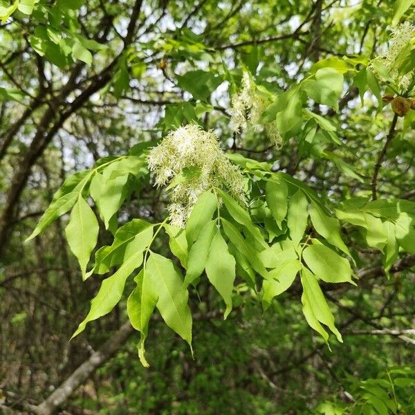 Fraxinus ornus Květ