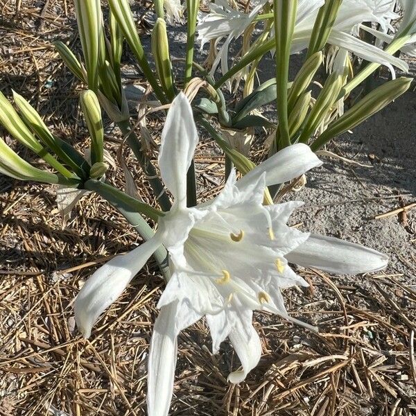 Pancratium maritimum Kwiat