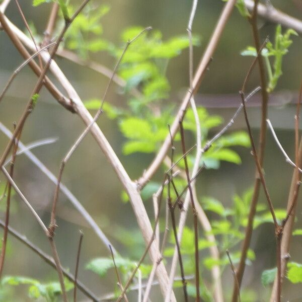 Rubus spectabilis Casca