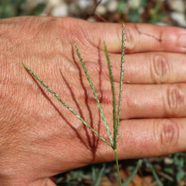 Digitaria sanguinalis Цвят