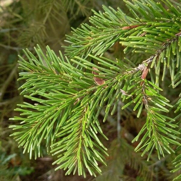 Abies sibirica List