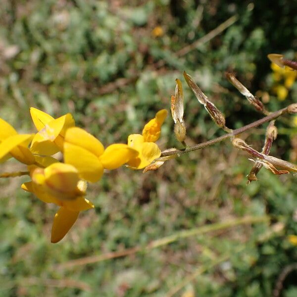 Adenocarpus complicatus Virág