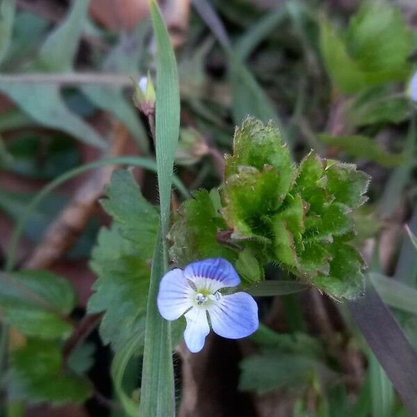 Veronica persica Λουλούδι