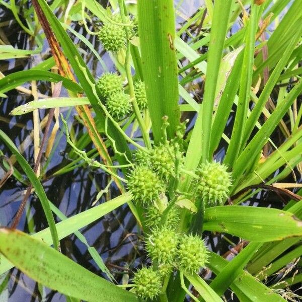 Sparganium erectum Fruto