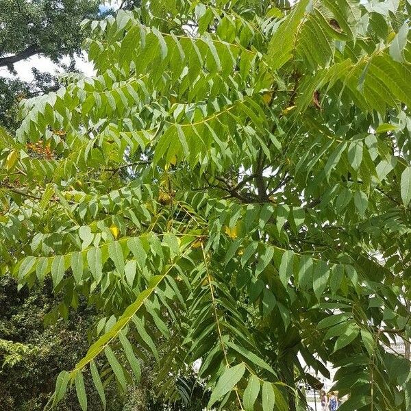 Imagem de referência para identificação da planta undefined