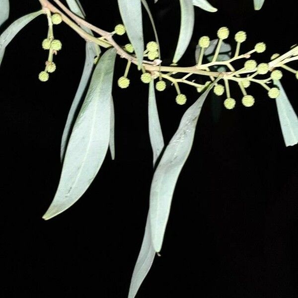 Acacia retinodes Blad