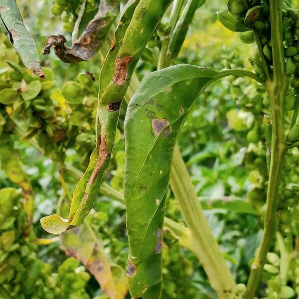 Atriplex hortensis Liść