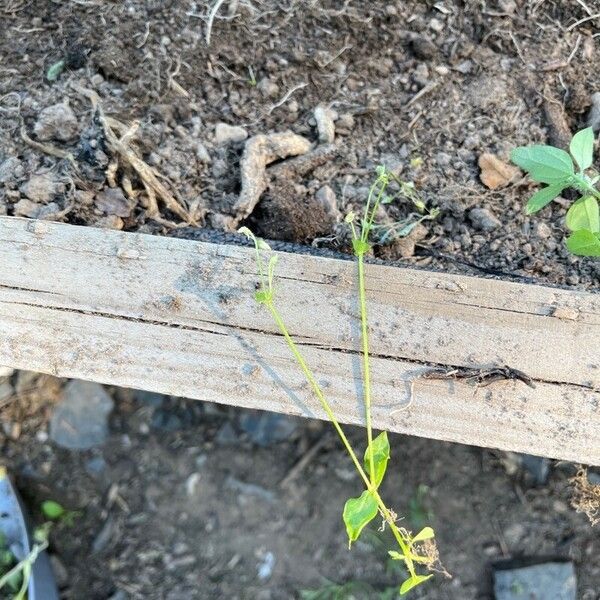 Galium parisiense Foglia