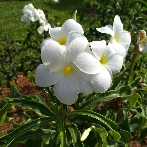 Plumeria pudica Цветок