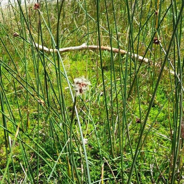 Bolboschoenus maritimus आदत