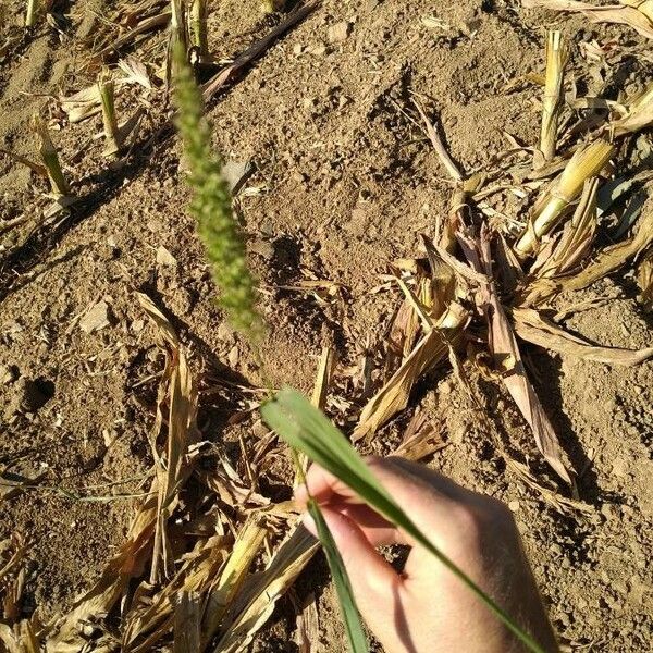 Setaria verticillata Çiçek