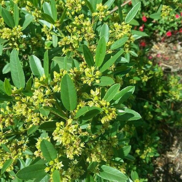 Frangula californica Blad