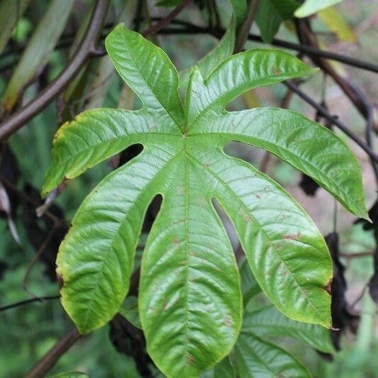 Merremia tuberosa 叶