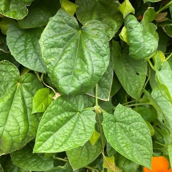 Thunbergia alata पत्ता