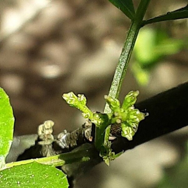 Zanthoxylum bungeanum Flower