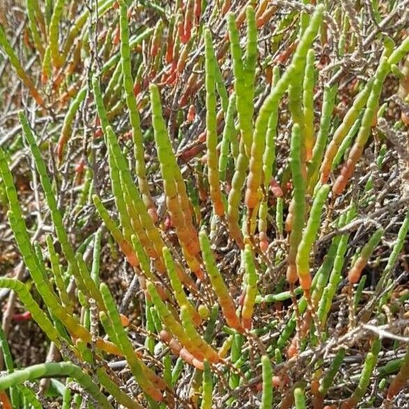 Arthrocaulon macrostachyum Blad