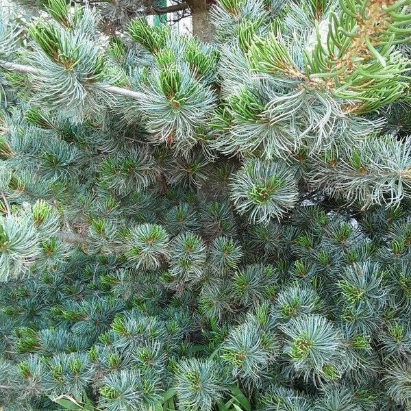 Pinus parviflora 葉