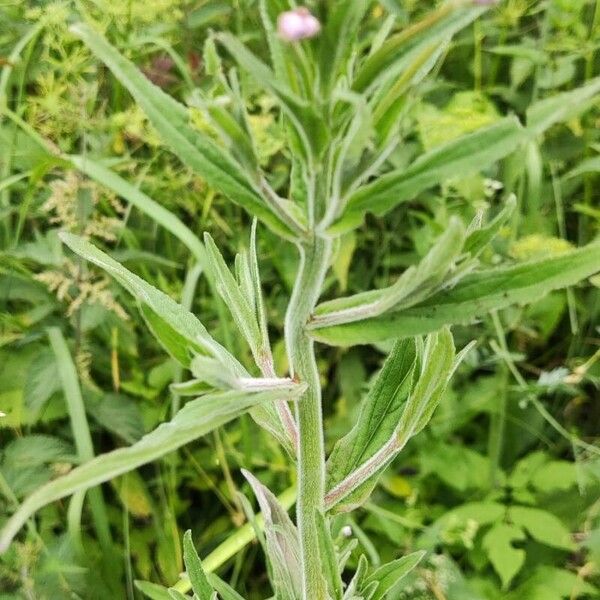 Epilobium parviflorum Leaf