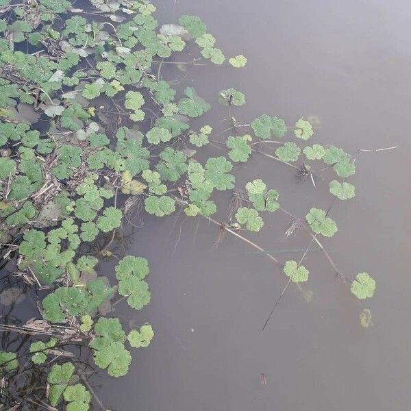 Hydrocotyle ranunculoides Хабит